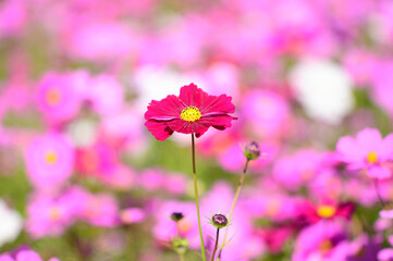 pink cosmos flowers in the garden_01