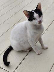A white cat with black stripes on its face is sitting on the balcony floor.
