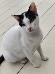 A white cat with black stripes on its face is sitting on the balcony floor.