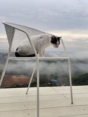 A white cat with black stripes on its face sits on a chair, looking at the morning mist from a high angle.