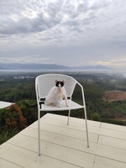 A white cat with black stripes on its face sits on a chair, looking at the morning mist from a high angle.
