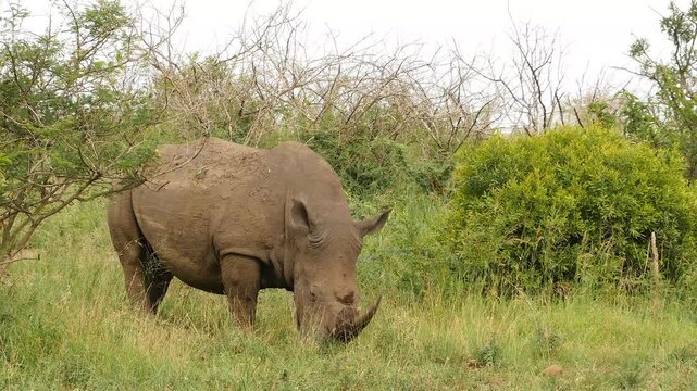white rhino grazing 780