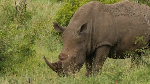 white rhino grazing, portrait 786