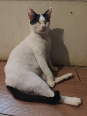 A white cat with black spots on its face is leaning against a wall and licking its fur.