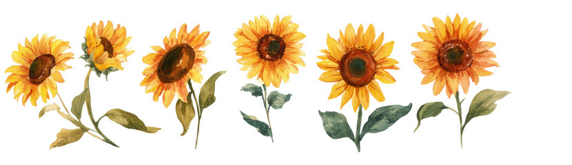 Obraz premium watercolor sunflowers collection set