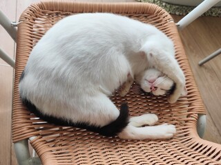 A cat that uses its front legs to cover its ears and eyes and sleeps.