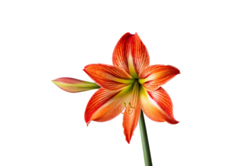 Orange red amaryllis flower with six petals and green stem fully bloomed, isolated on a transparent background