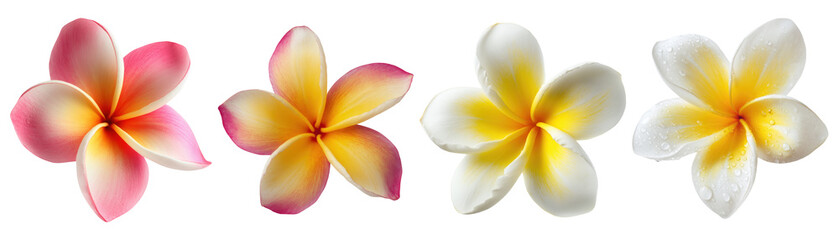 Fototapeta premium Set of beautiful Plumeria, frangipani flowers in white, yellow and pink color tone, isolated on transparent background.