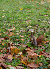 Red squirrel standing on green grass covered with fallen autumn leaves in a park. Perfect for wildlife photography, nature concepts, and seasonal outdoor scenes