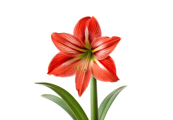 Red-orange amaryllis bloom with six petals and visible stamen against white background with leaves, isolated on a transparent background