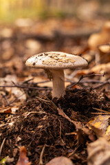 Vertical portrait of a single wild amanita mushroom on the forest floor