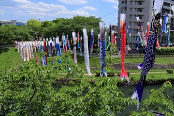 5月子供の日の鯉のぼり　埼玉県川口市
