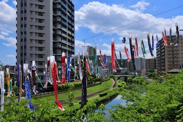 5月5日子供の日の鯉のぼり　埼玉県川口市