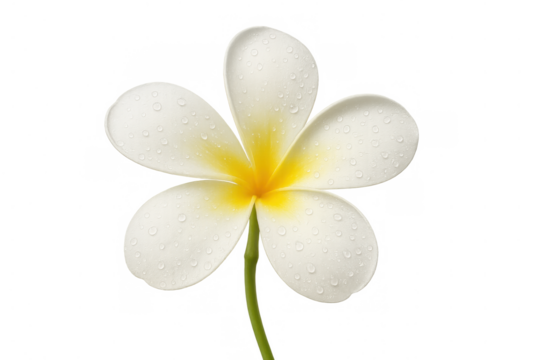 Plumeria flower with white petals and yellow center, covered in fresh water drops, on transparent background
