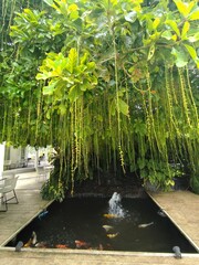 The garden corner is decorated with vines.