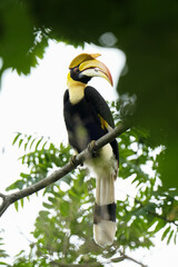 Great Hornbill bird on a branch Bird watching in natural habitats in the forest.