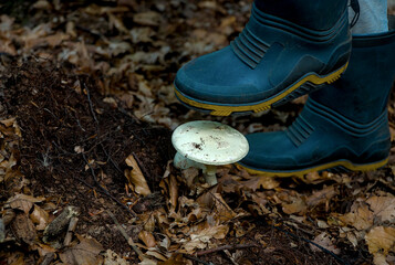 Amanita citrina while trampling in autumn forest concept.