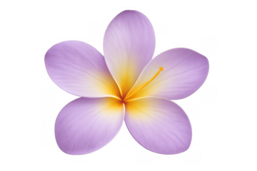 Plumeria flower in purple and yellow hues displaying tropical beauty. Blooming frangipani blossom for vacation and spa themes