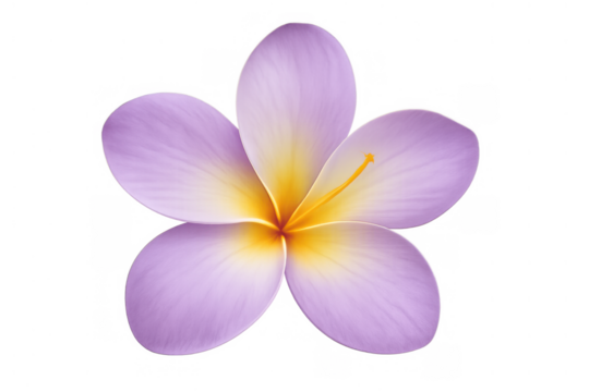 Plumeria flower in purple and yellow hues displaying tropical beauty. Blooming frangipani blossom for vacation and spa themes