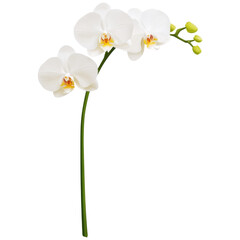 Beautiful white orchid with delicate petals and green stems, symbolizing elegance and purity, stands gracefully against transparent background