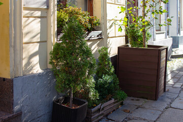 Green plants in wooden pots along a sunny city street
