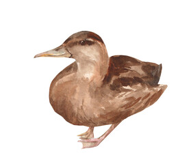 Watercolor illustration of  duck on white background. Hand-drawn bird