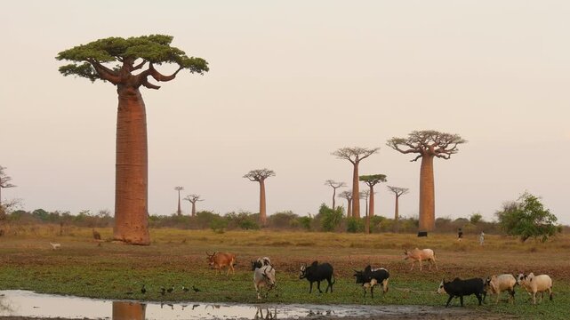zebus appproaching lake in baobab forest  6