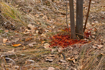 Scattered Red Berries and Seeds at Tree Base, Evidence of Wildlife Feeding in Autumn