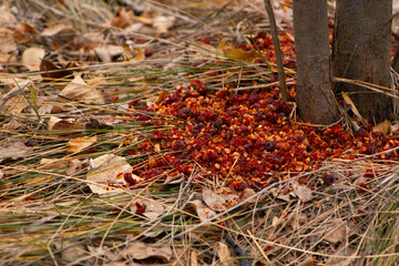 Scattered Red Berries and Seeds at Tree Base, Evidence of Wildlife Feeding in Autumn