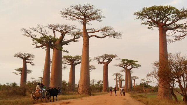 famous Baobab Avenue in Madagascar with zebu cart 
