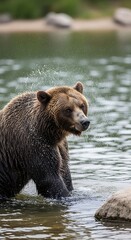 Fototapeta premium Majestic Grizzly Bear Shaking Water Off Fur in a Serene River.