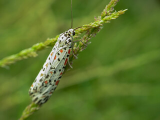 Close-up of the beautiful moth Utetheisa lotrix with colorful patterns on its wings, salt and pepper moths or crotalaria moths on green leaves. 