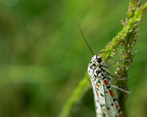 Close-up of the beautiful moth Utetheisa lotrix with colorful patterns on its wings, salt and pepper moths or crotalaria moths on green leaves. 