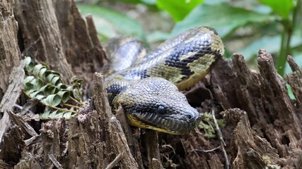 portrait of hissing Madagascar tree boa  502