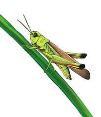 Green Grasshopper Perched on a Blade of Grass