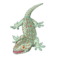 Vibrant Spotted Gecko Looking Down