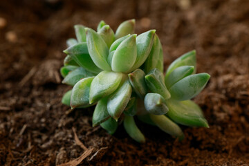 Close-up of a small green succulent plant in rich soil. The detailed macro shot focuses on the plant's texture, symbolizing new life, growth, and nature.