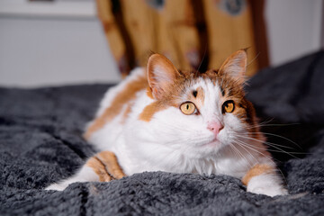 A calm domestic cat lounges on a plush gray blanket, its golden eyes alert and whiskers prominent. A cozy home scene perfect for pets, comfort, and everyday life themes.