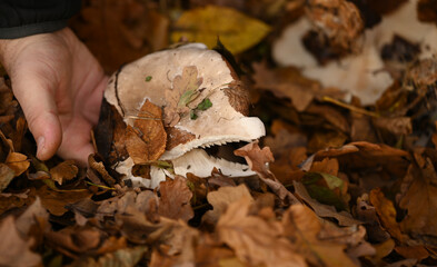 A man picks mushrooms in the forest in autumn
