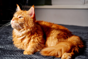 A fluffy orange cat lounges comfortably on a dark rug, gazing to the side with a calm, content expression. Ideal for lifestyle, pet, and home decor themes.