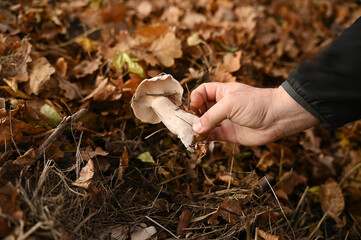 A man picks mushrooms in the forest in autumn © Ольга Калинчук