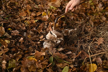 A man picks mushrooms in the forest in autumn