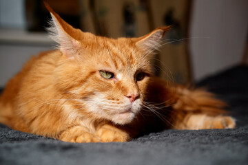 Fluffy orange tabby cat rests comfortably on a dark gray blanket, gazing softly ahead. This warm, intimate portrait conveys comfort, companionship, and homey charm for pet care and lifestyle visuals.