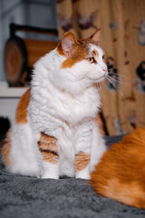 A fluffy calico cat sits indoors, gazing to side with attentive amber eyes. Its white and orange fur contrasts with a cozy gray rug and wooden background, conveying warmth and domestic comfort.