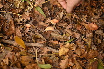A man picks mushrooms in the forest in autumn