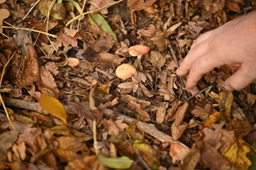 A man picks mushrooms in the forest in autumn