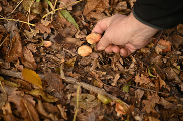 A man picks mushrooms in the forest in autumn