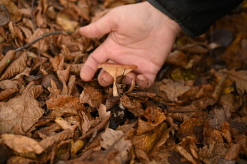 A man picks mushrooms in the forest in autumn