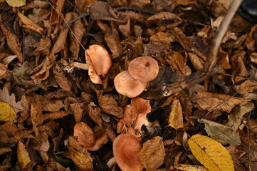 A man picks mushrooms in the forest in autumn
