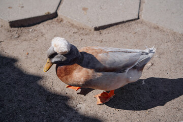 Fototapeta premium A crested duck with unique plumage resting on a sunlit dirt path surrounded by shadows.